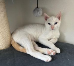 Monaghan named after the county in Ireland is a darling kitten who loves to play explore and snu