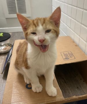 Donegal named after the county in Ireland is a darling kitten who loves to pla