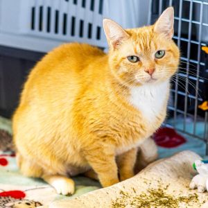 Clementine, Young Female Domestic Short Hair