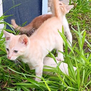 Makani (COH-A-64093), Baby Male Domestic Short Hair