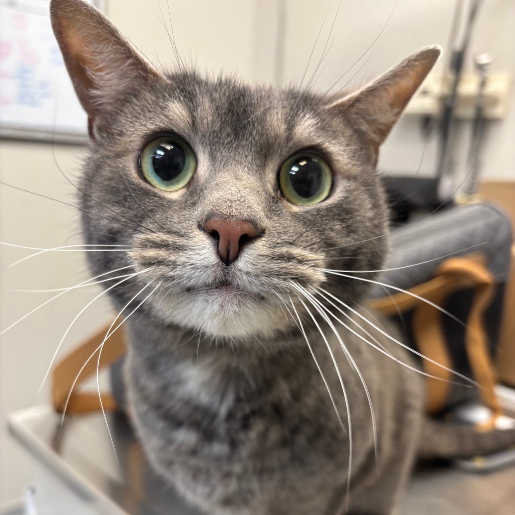 Chester, an adoptable Domestic Short Hair in Great Falls, MT, 59404 | Photo Image 1
