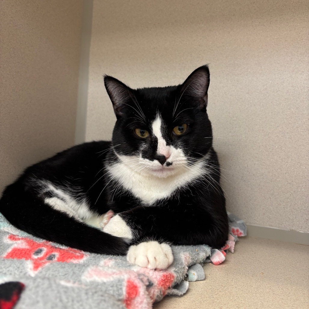 Chap, an adoptable Domestic Short Hair in Great Falls, MT, 59404 | Photo Image 1