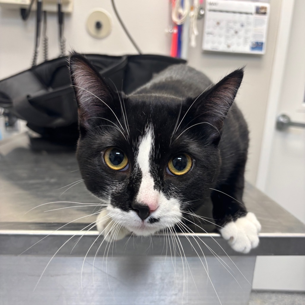 Chap, an adoptable Domestic Short Hair in Great Falls, MT, 59404 | Photo Image 2