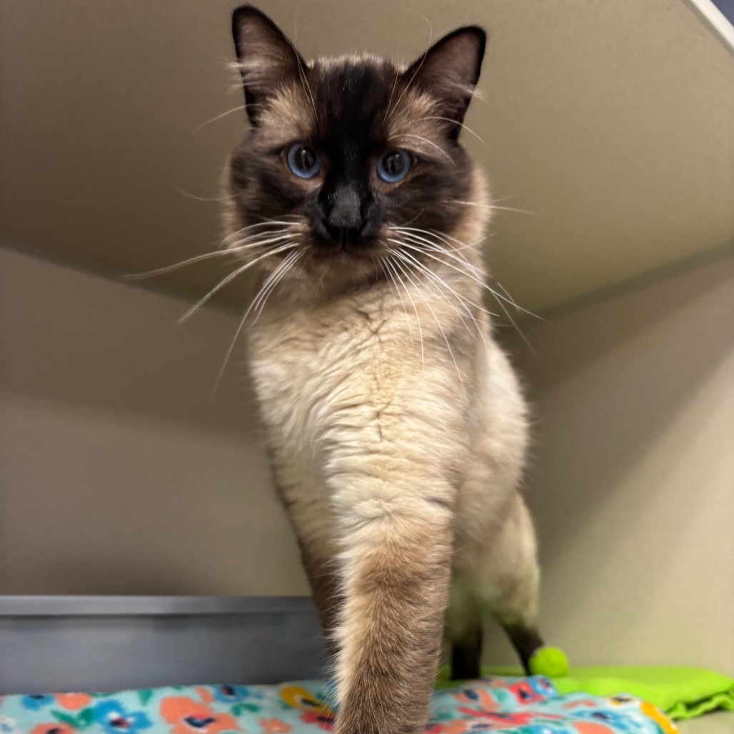 Todd, an adoptable Domestic Short Hair in Great Falls, MT, 59404 | Photo Image 1