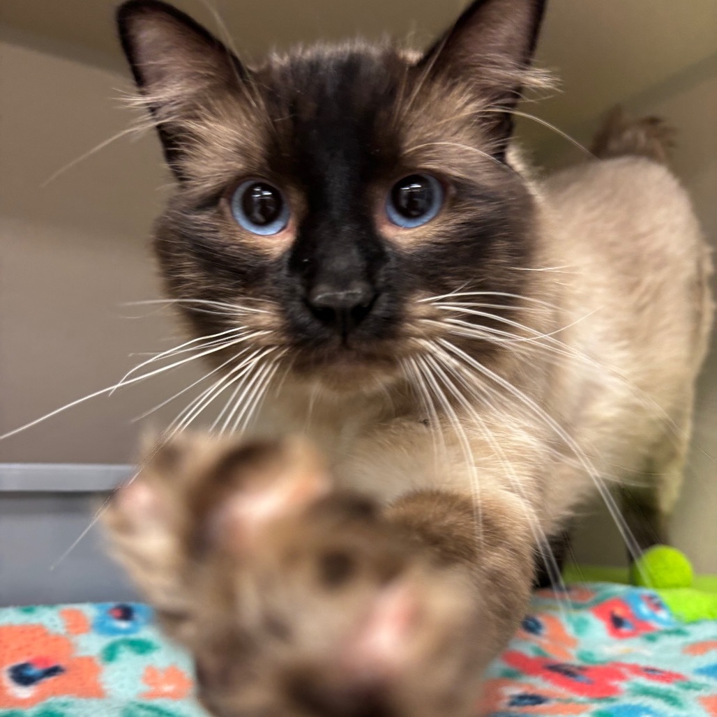 Todd, an adoptable Domestic Short Hair in Great Falls, MT, 59404 | Photo Image 2