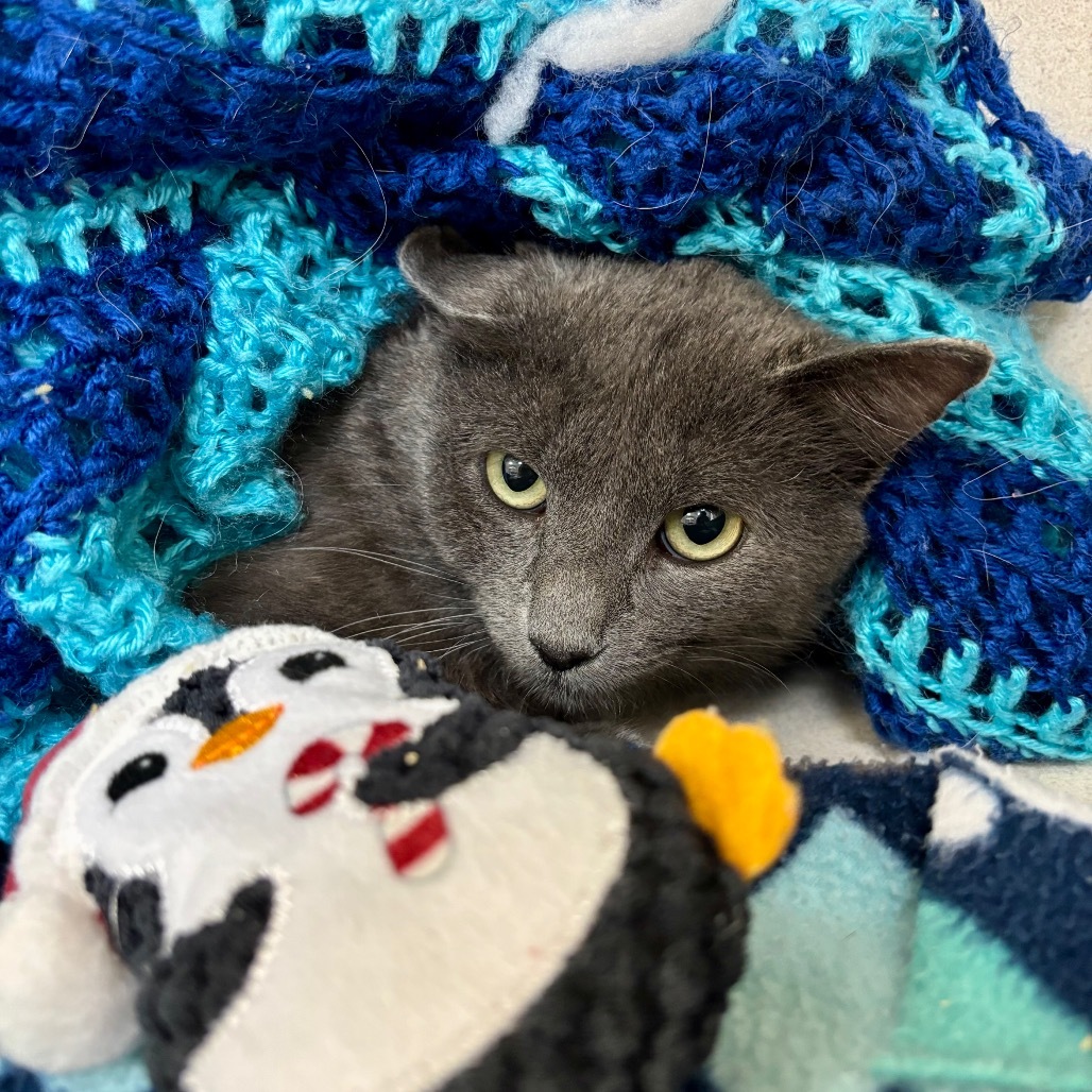 Mr.Blue, an adoptable Domestic Short Hair in Great Falls, MT, 59404 | Photo Image 1