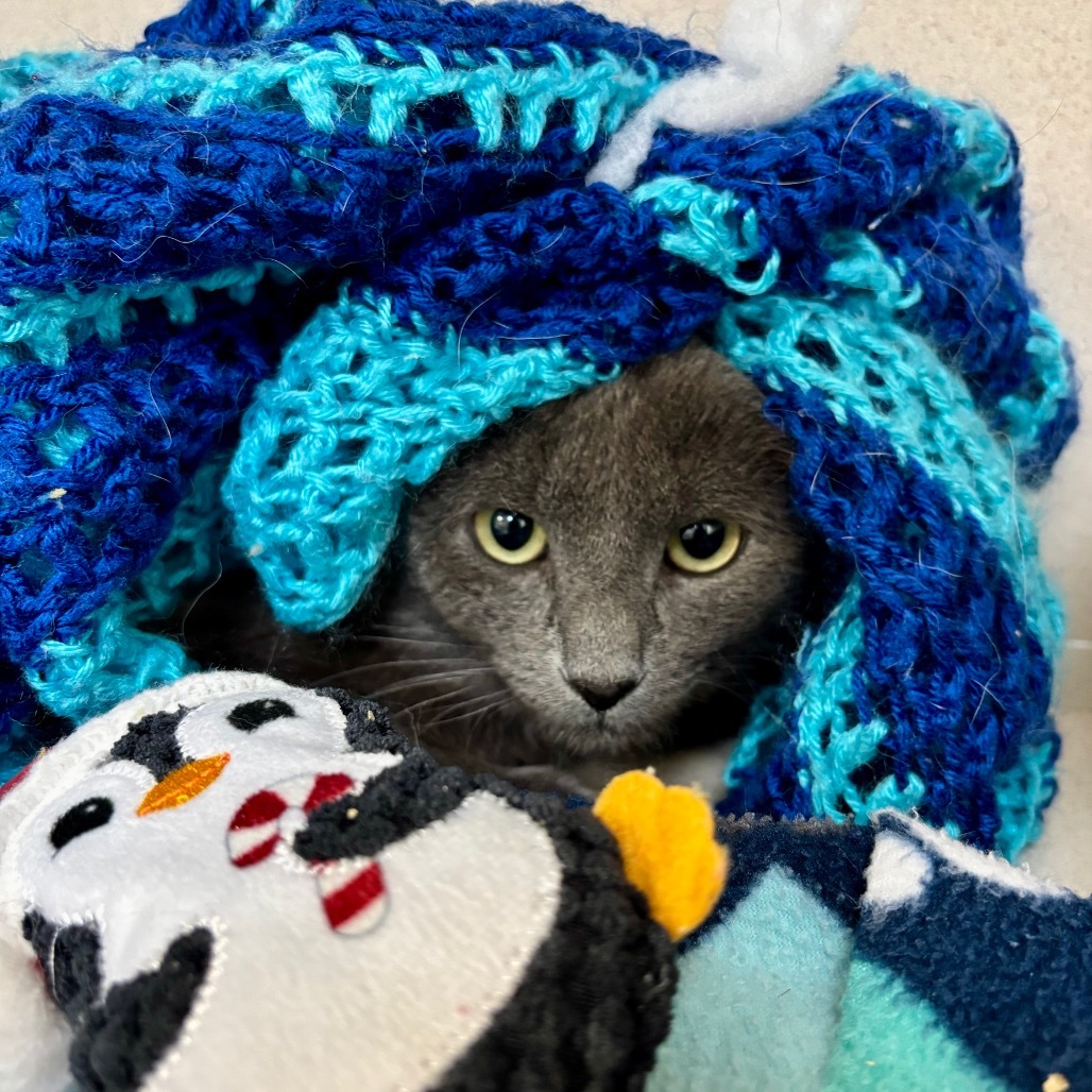 Mr.Blue, an adoptable Domestic Short Hair in Great Falls, MT, 59404 | Photo Image 2