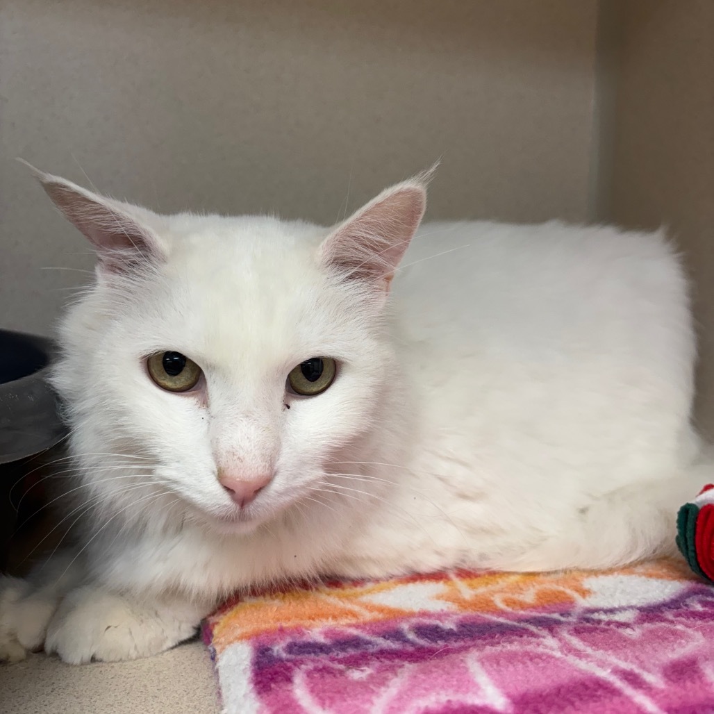 Light Fury, an adoptable Maine Coon, Domestic Short Hair in Great Falls, MT, 59404 | Photo Image 1