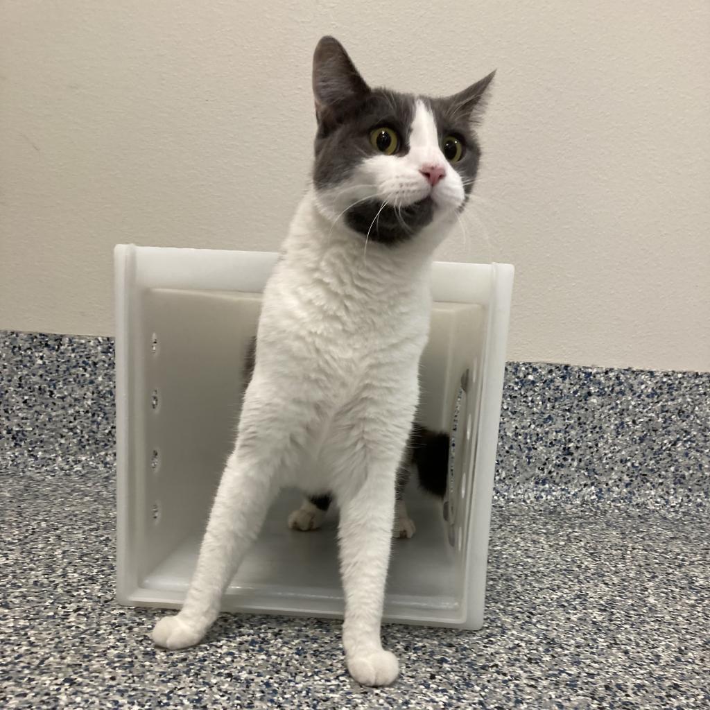 Churro, an adoptable Domestic Short Hair in Great Falls, MT, 59404 | Photo Image 2
