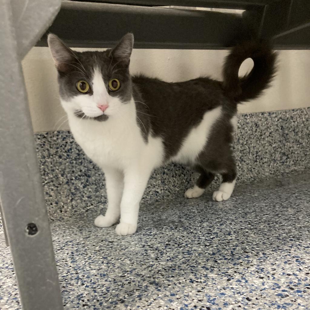 Churro, an adoptable Domestic Short Hair in Great Falls, MT, 59404 | Photo Image 2