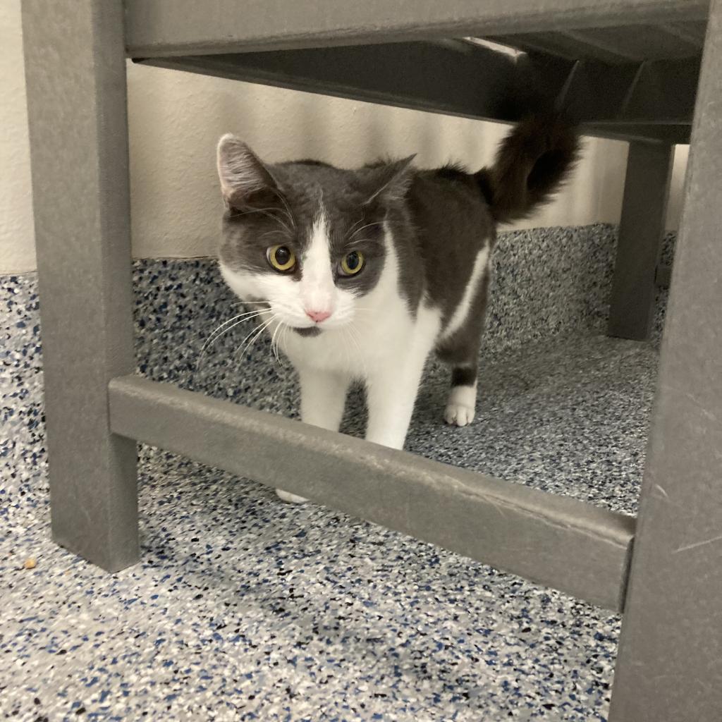 Churro, an adoptable Domestic Short Hair in Great Falls, MT, 59404 | Photo Image 3