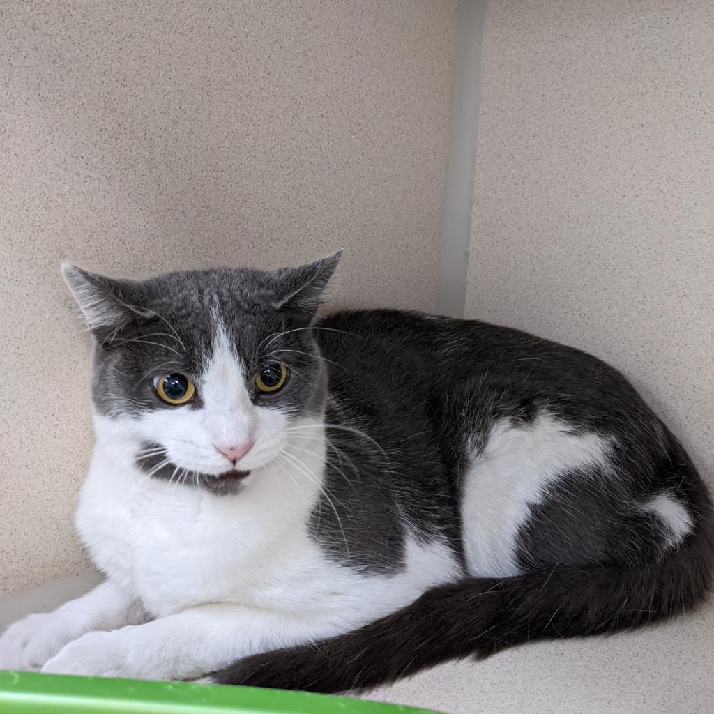 Churro, an adoptable Domestic Short Hair in Great Falls, MT, 59404 | Photo Image 3