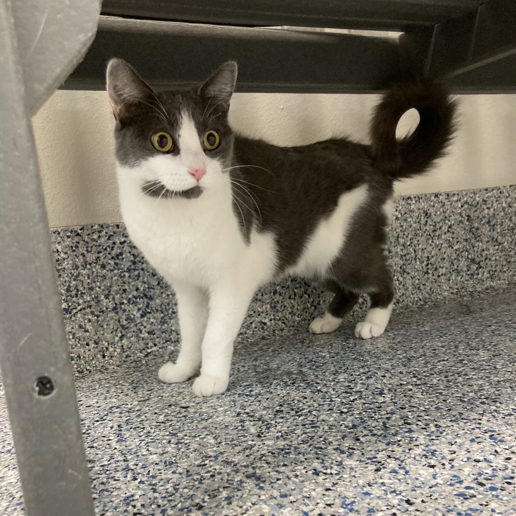 Churro, an adoptable Domestic Short Hair in Great Falls, MT, 59404 | Photo Image 4