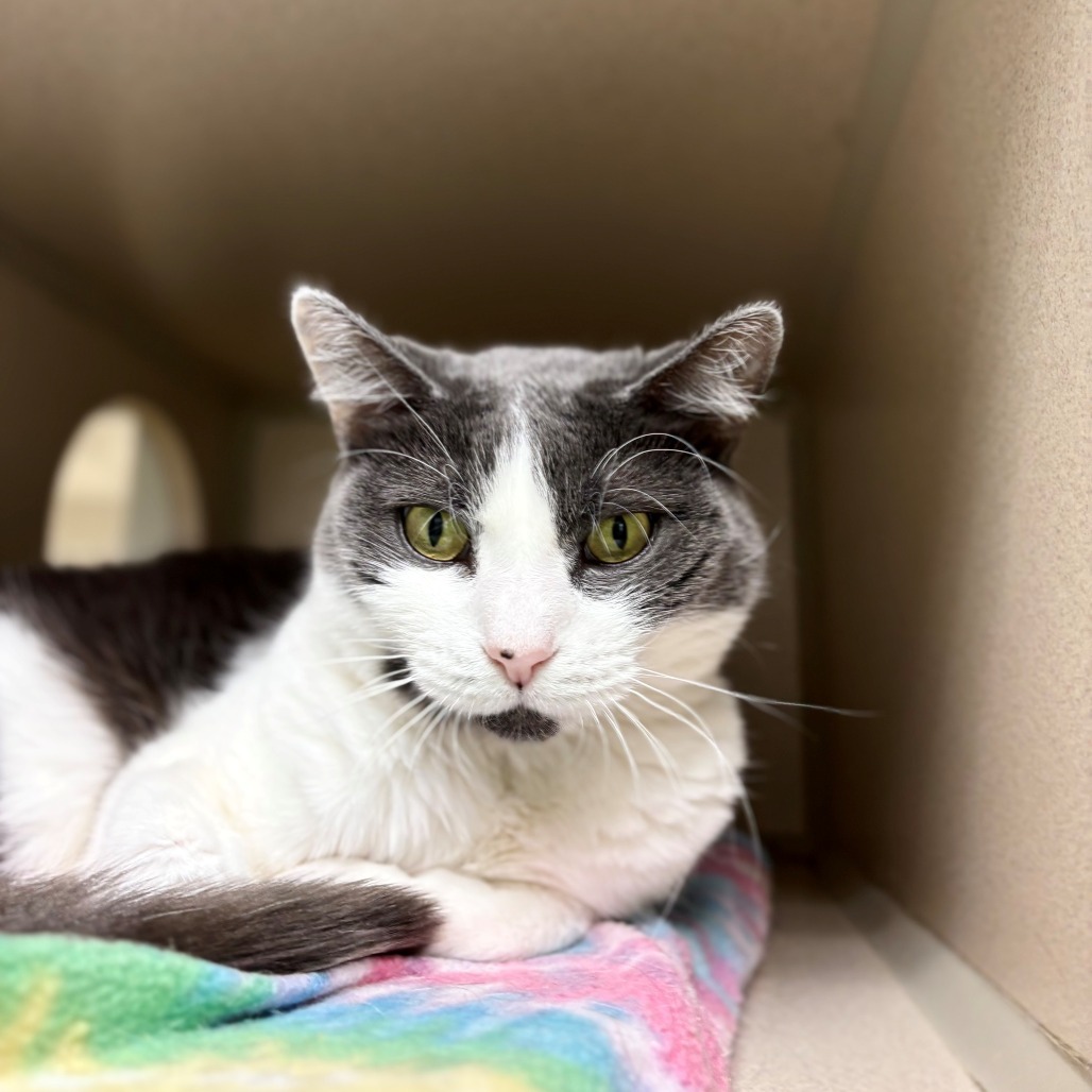 Churro, an adoptable Domestic Short Hair in Great Falls, MT, 59404 | Photo Image 4
