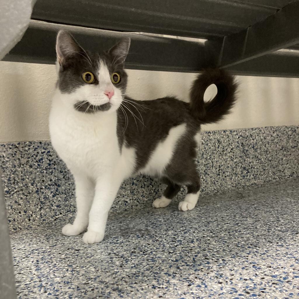 Churro, an adoptable Domestic Short Hair in Great Falls, MT, 59404 | Photo Image 5