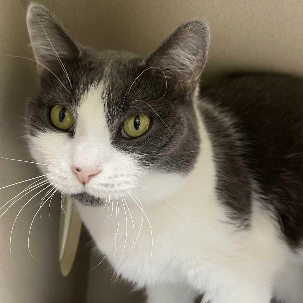 Churro, an adoptable Domestic Short Hair in Great Falls, MT, 59404 | Photo Image 5