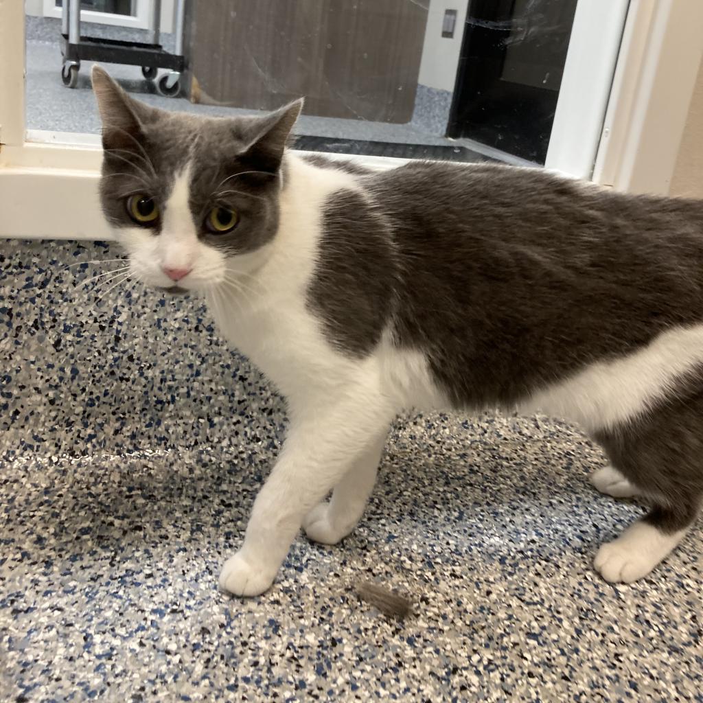 Churro, an adoptable Domestic Short Hair in Great Falls, MT, 59404 | Photo Image 6