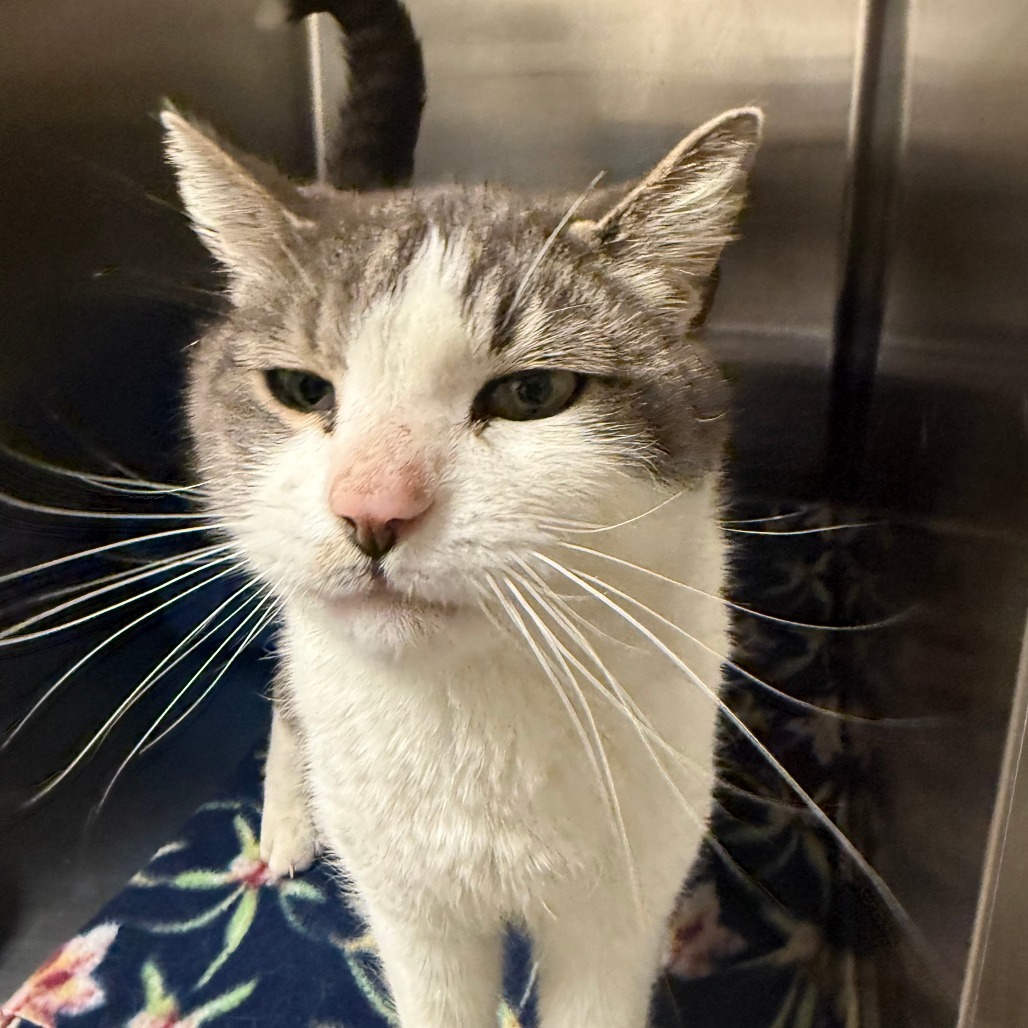 Milo, an adoptable Domestic Short Hair in Cody, WY, 82414 | Photo Image 1