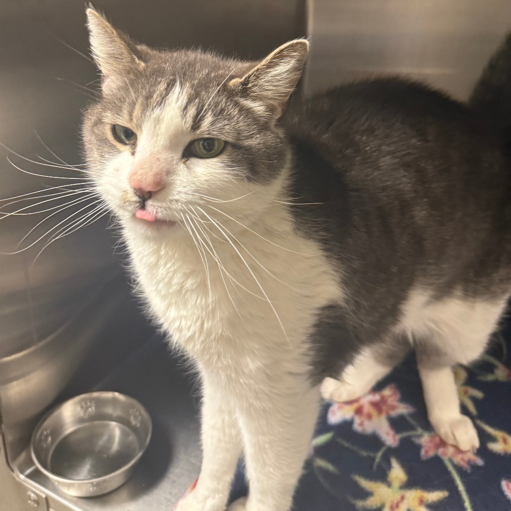 Milo, an adoptable Domestic Short Hair in Cody, WY, 82414 | Photo Image 2