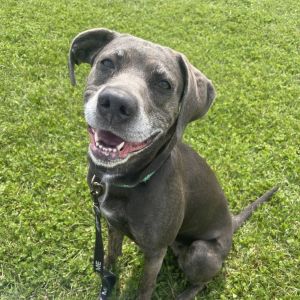 Agatha, Adult Female Mixed Breed