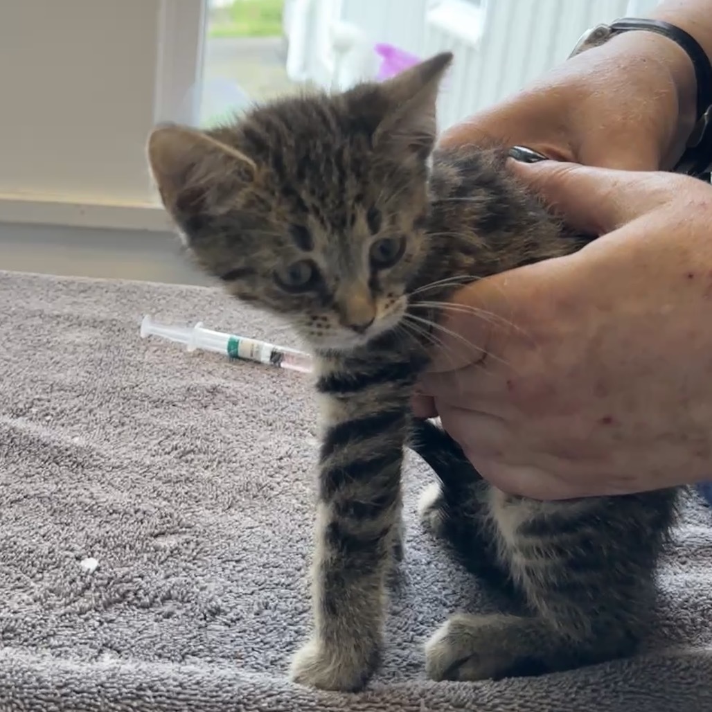 Woman Cat