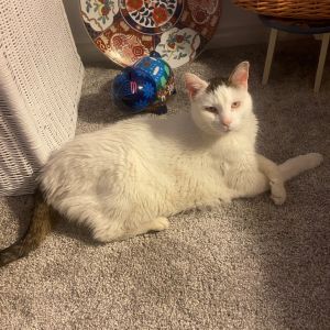 Biggie, Senior Male Domestic Short Hair