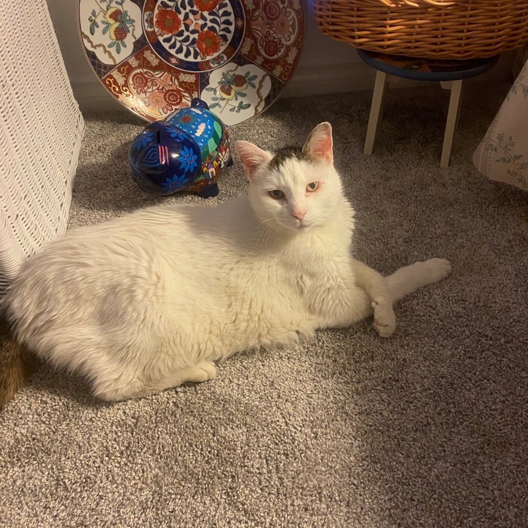 Biggie, an adoptable Domestic Short Hair in Henderson, NV, 89015 | Photo Image 3