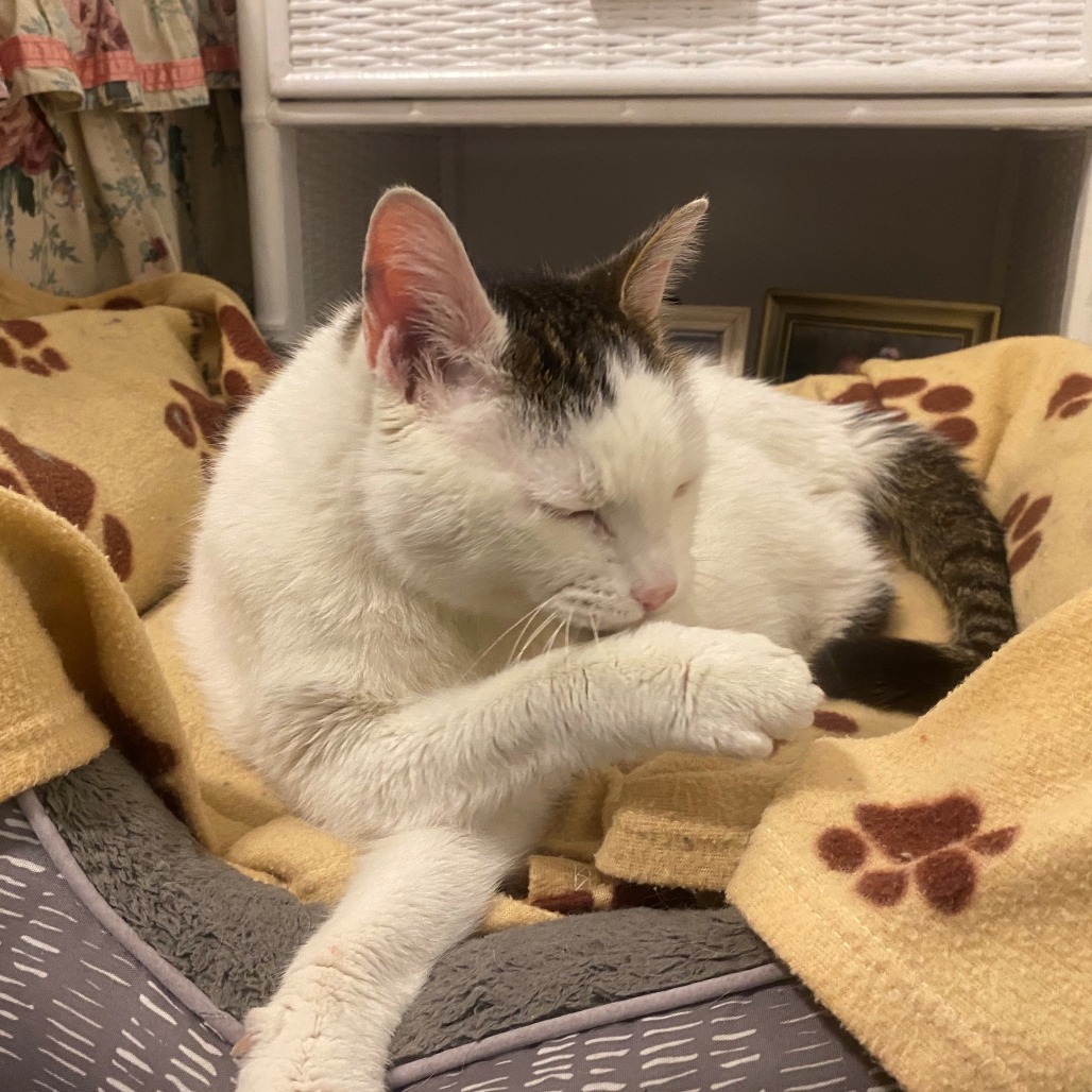 Biggie, an adoptable Domestic Short Hair in Henderson, NV, 89015 | Photo Image 4