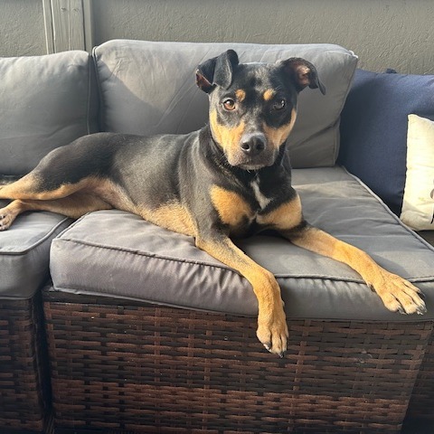 Zola
