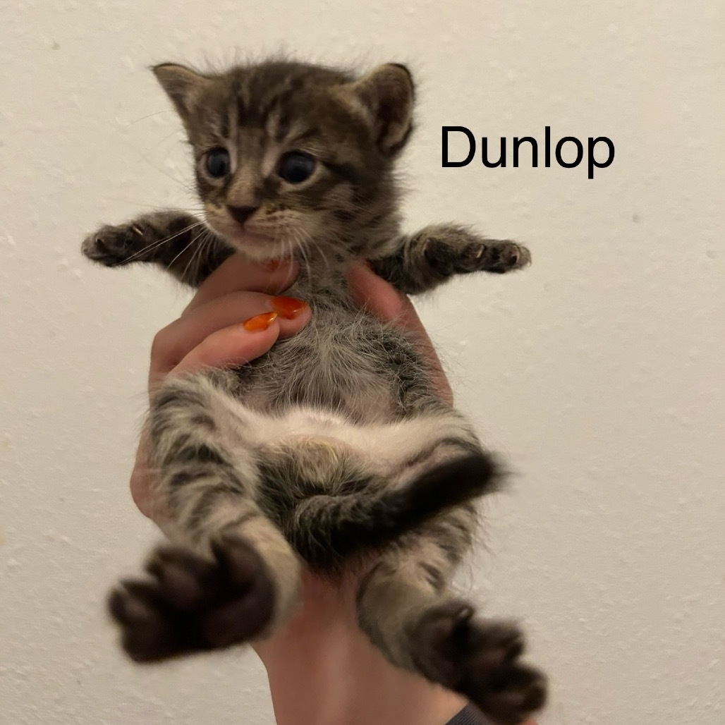 Dunlop, an adoptable Domestic Short Hair in Kenai, AK, 99611 | Photo Image 1