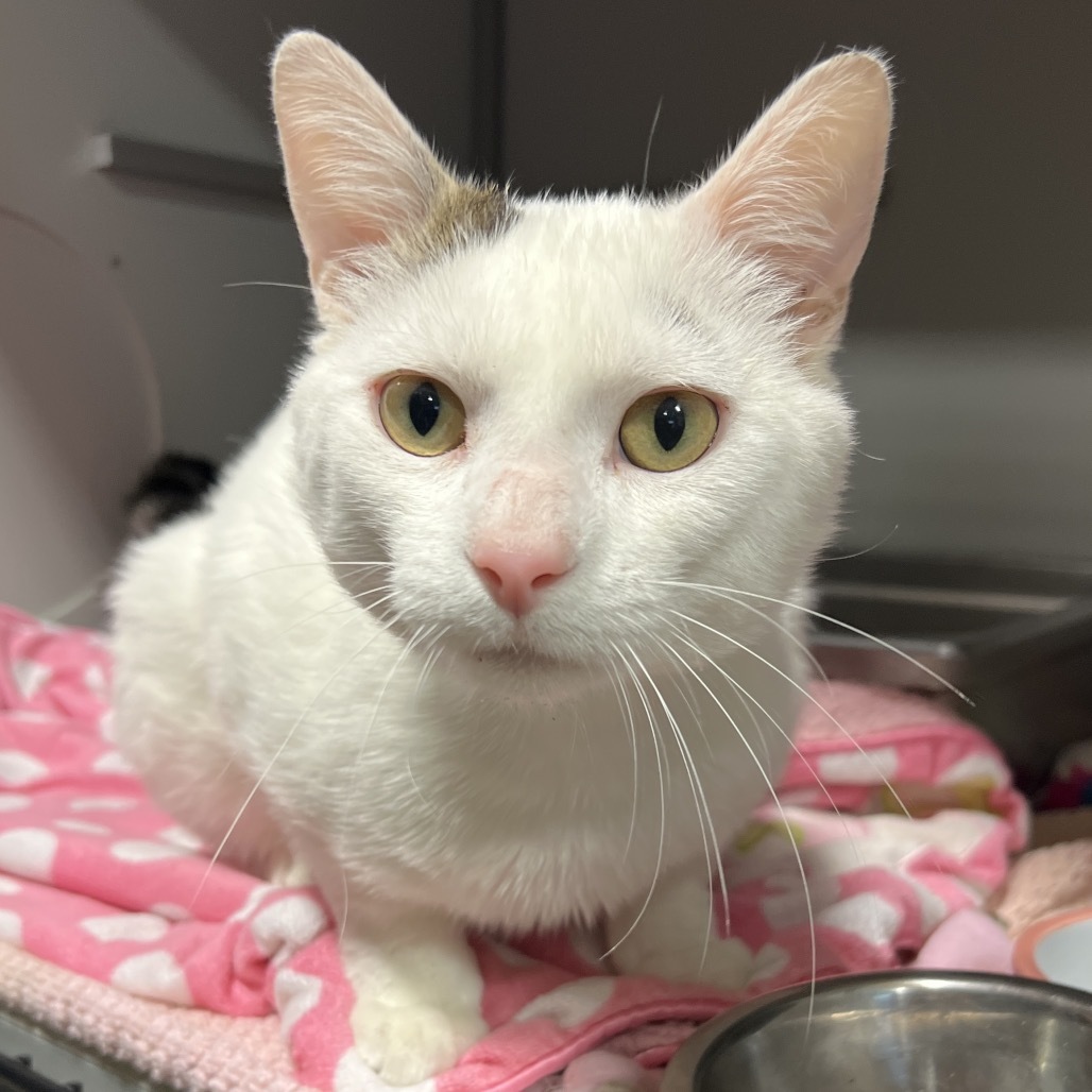 Smudge, an adoptable Domestic Short Hair in Bismarck, ND, 58507 | Photo Image 1