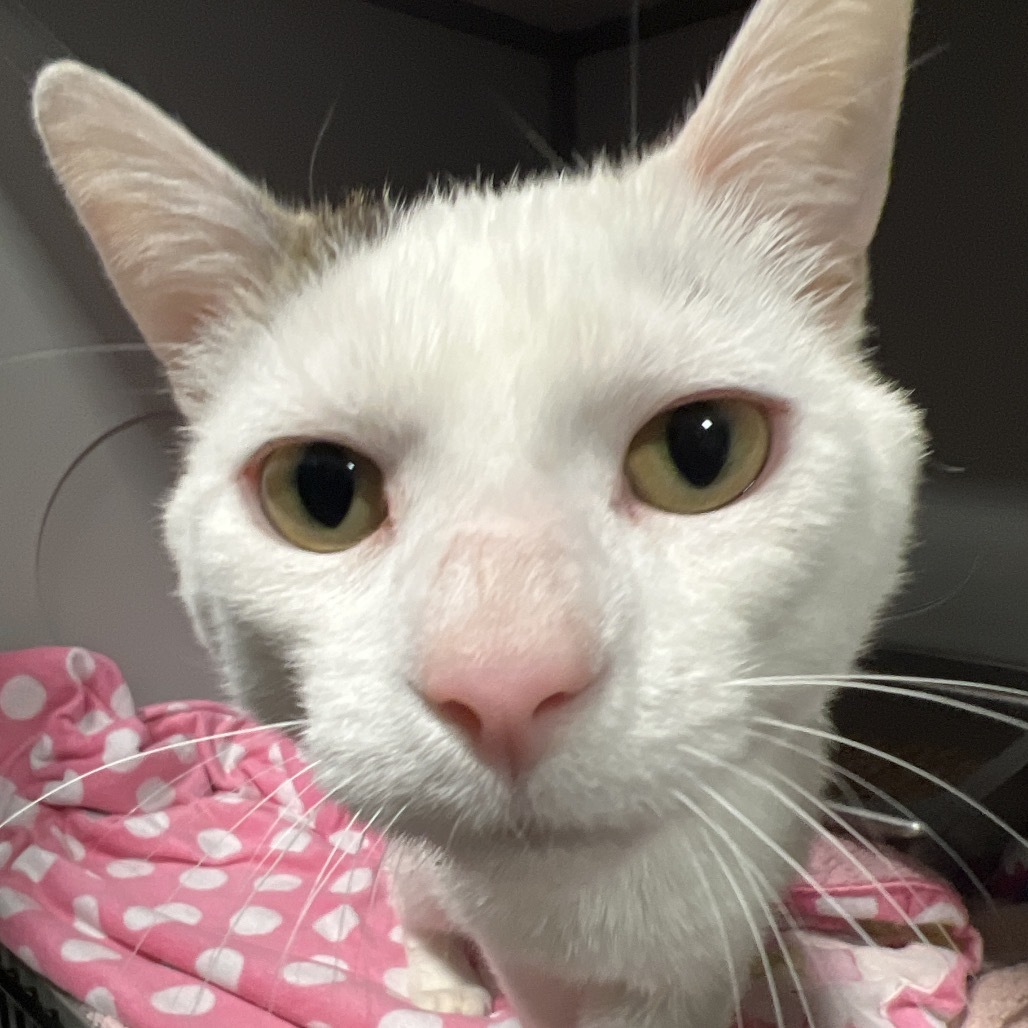 Smudge, an adoptable Domestic Short Hair in Bismarck, ND, 58507 | Photo Image 2