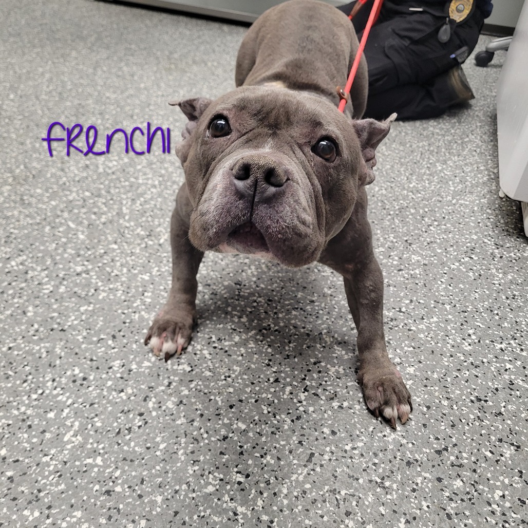 Frenchi