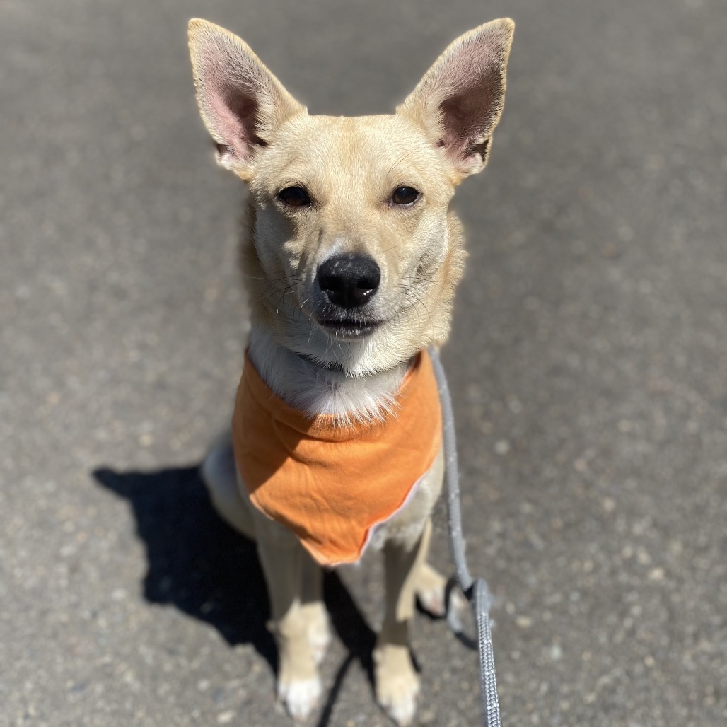 Cheddar