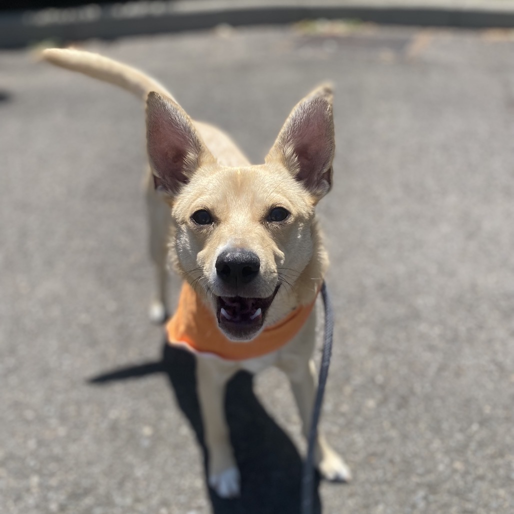 Cheddar