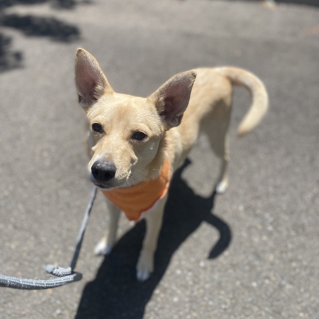 Cheddar