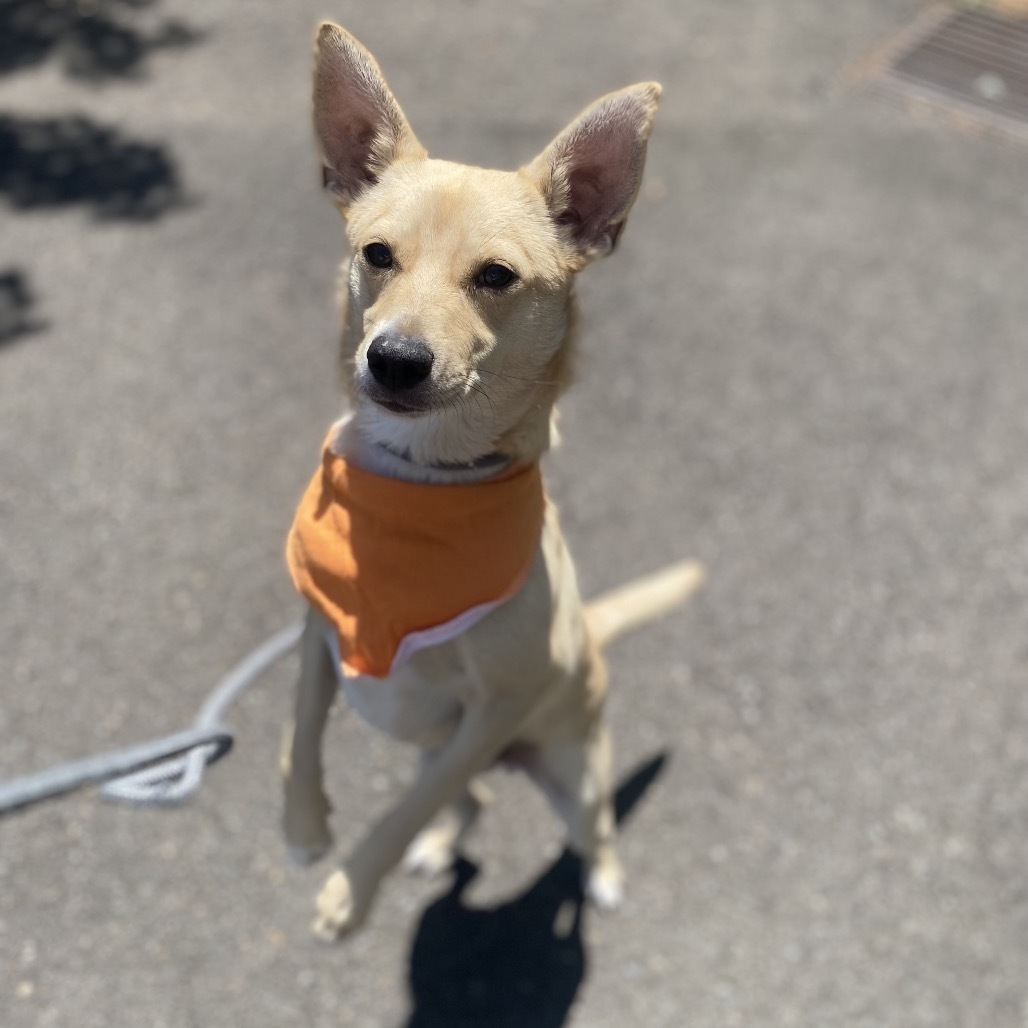 Cheddar