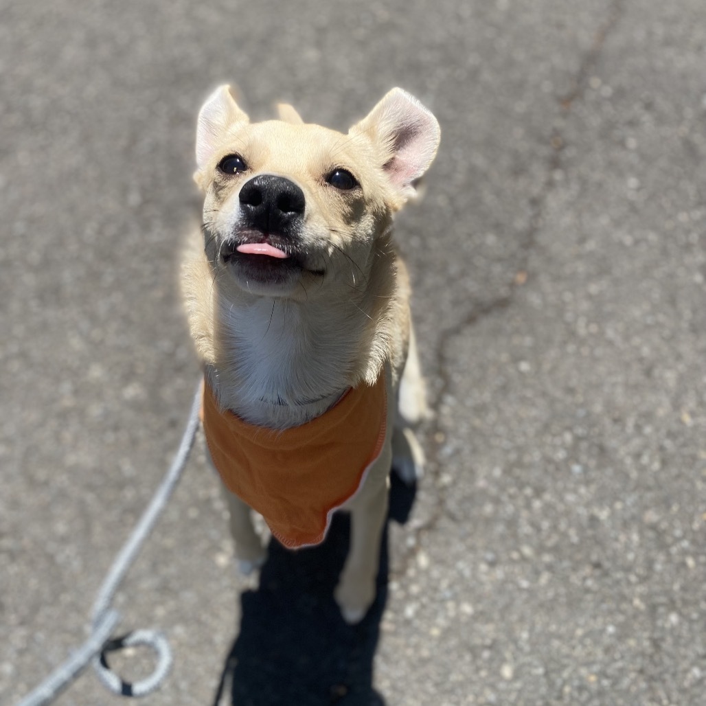 Cheddar