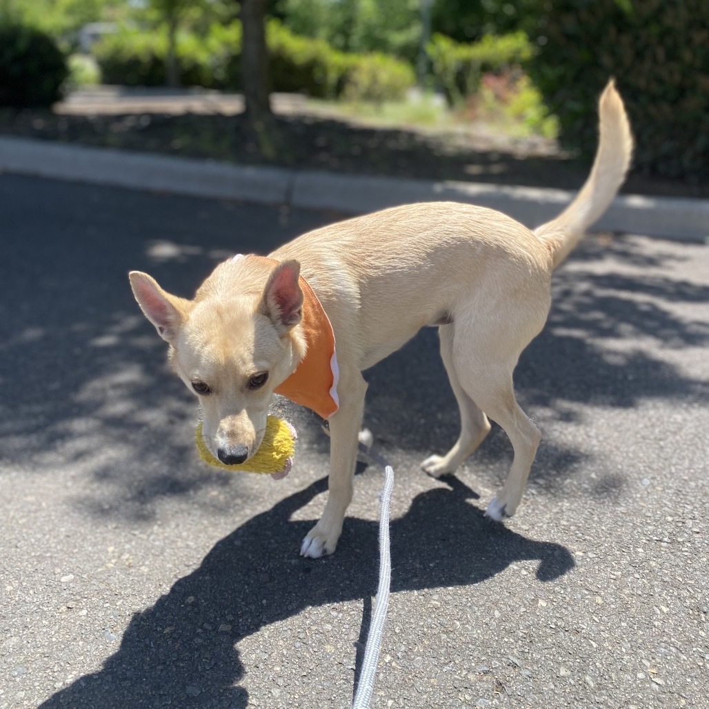 Cheddar