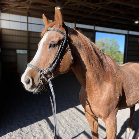 Horse