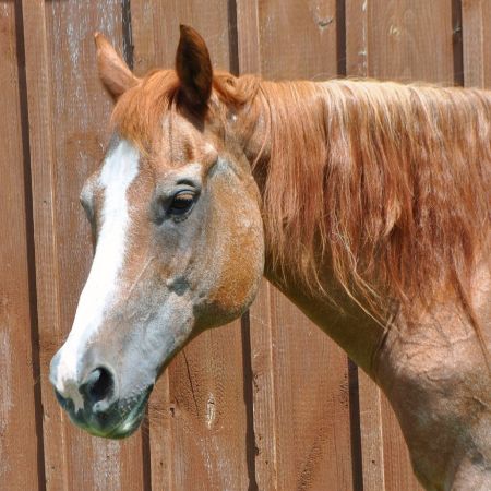 Horse