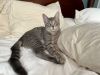 192-Cymbal Purrcival bonded with Nolan in foster care photo 1