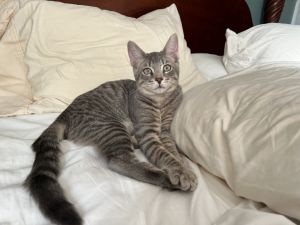 192-Cymbal Purrcival bonded with Nolan in foster care, Young Male Domestic Short Hair