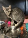 192-Cymbal Purrcival bonded with Nolan in foster care photo 2
