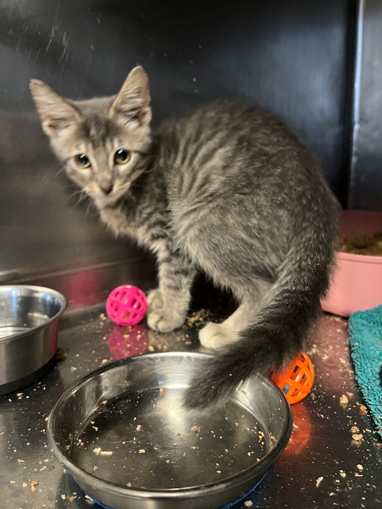 1/2-192-Cymbal Purrcival bonded with Nolan in foster care