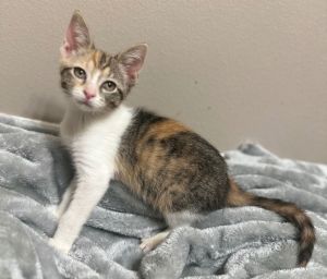 Churro, Baby Female Domestic Short Hair