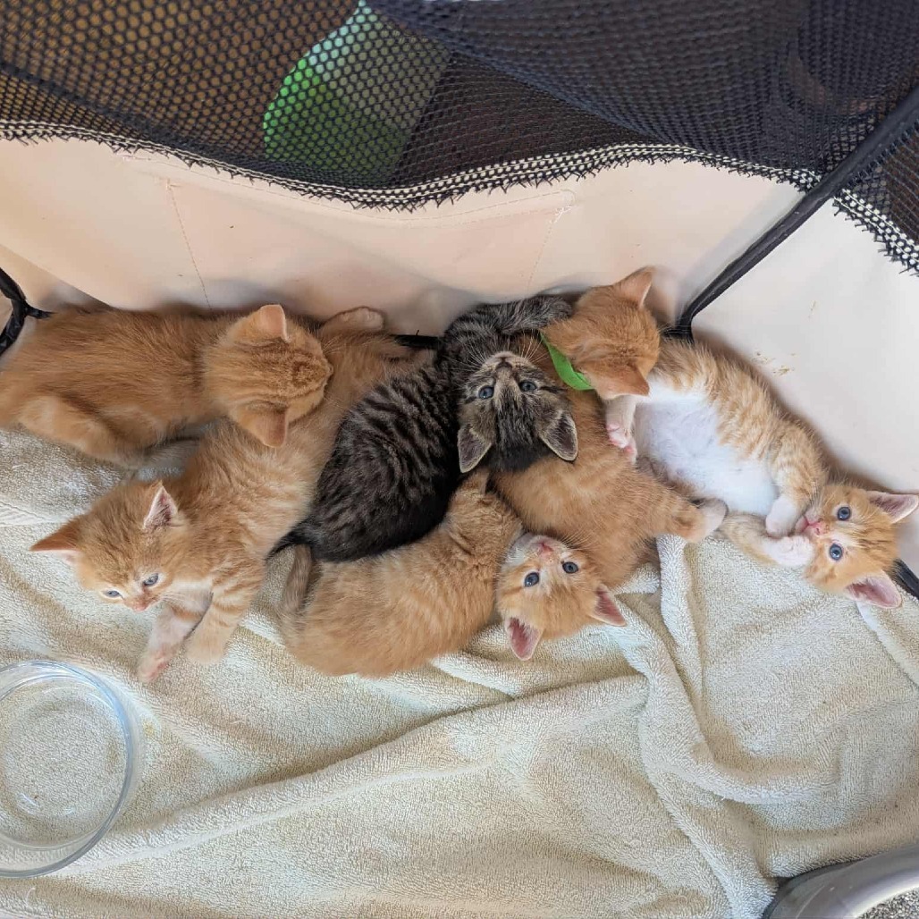 Pretzel