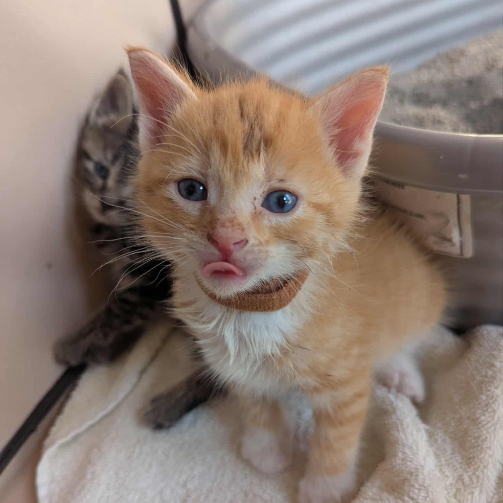 Cheddar