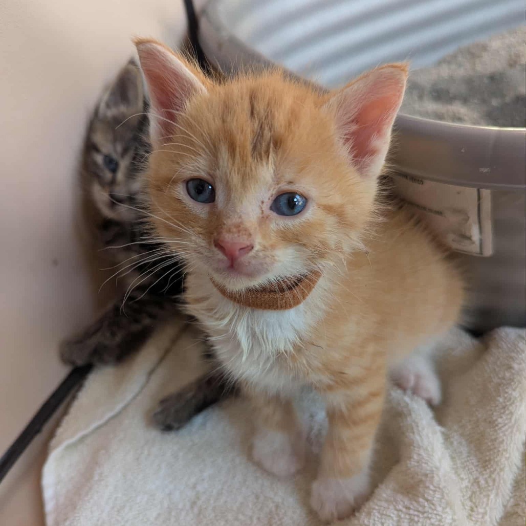 Cheddar