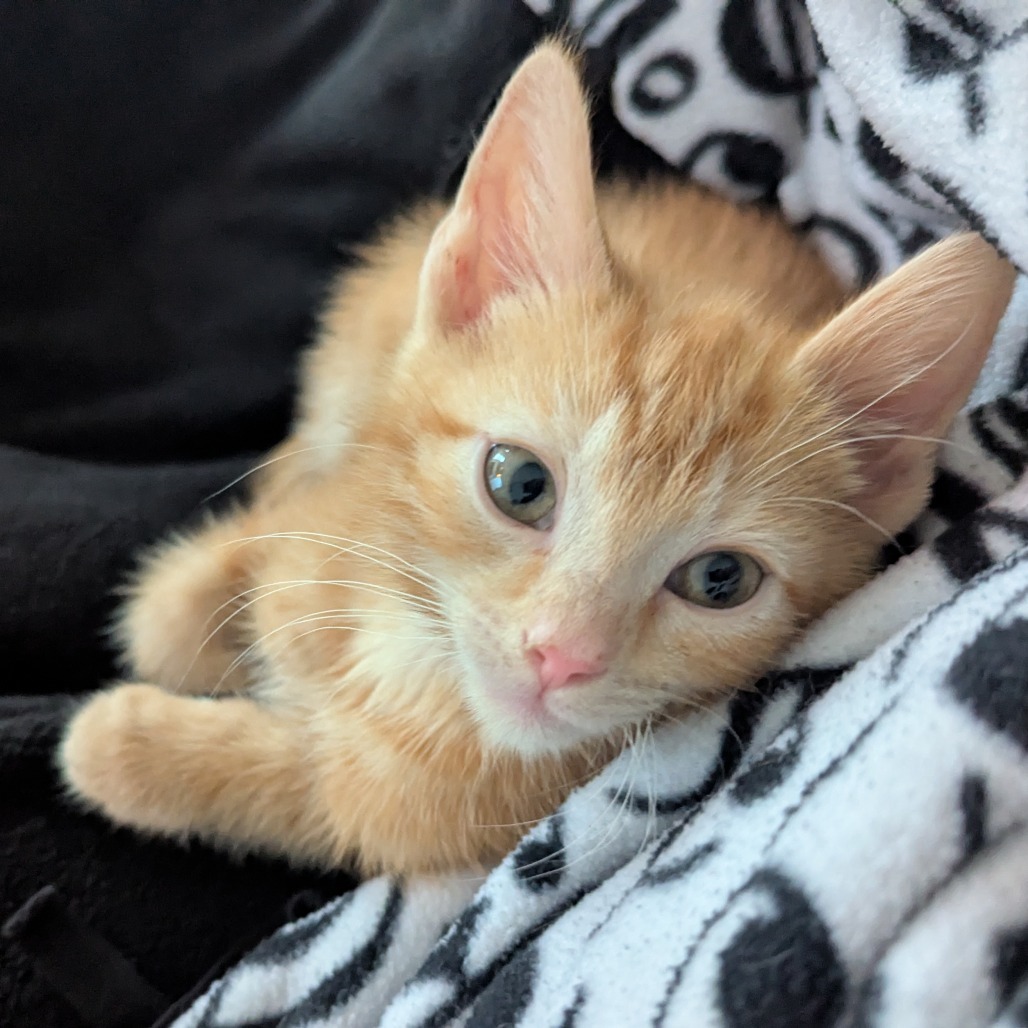 Frito